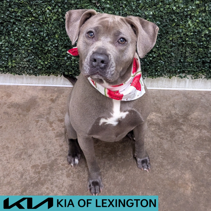 Website Pet Pictures - 2026-06-02T105559.715