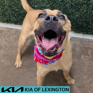 Website Pet Pictures - 2026-06-02T110759.667