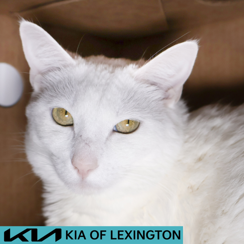 Website Pet Pictures - 2026-06-02T152513.615