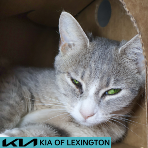 Website Pet Pictures - 2026-06-02T152713.567