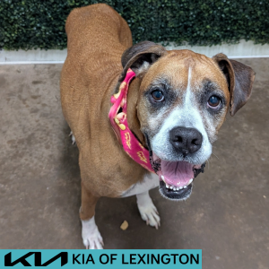 Website Pet Pictures - 2026-06-02T152924.274