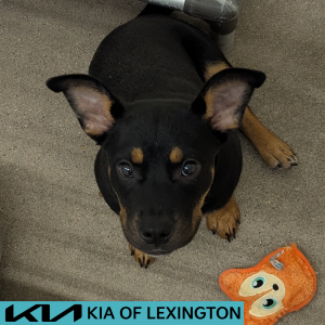 Website Pet Pictures - 2026-06-03T140038.493