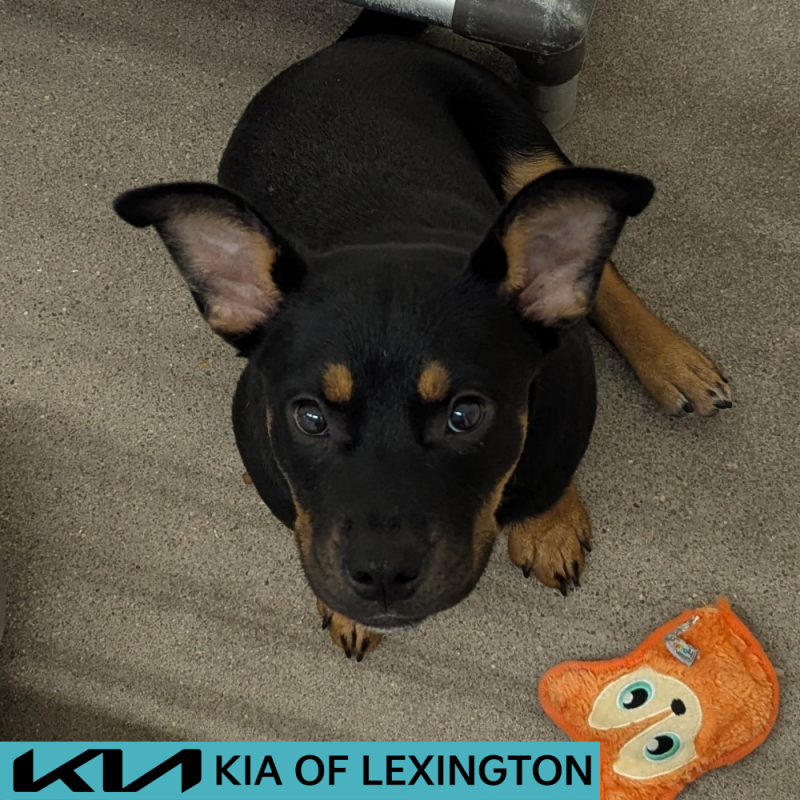 Website Pet Pictures - 2026-06-03T140038.493