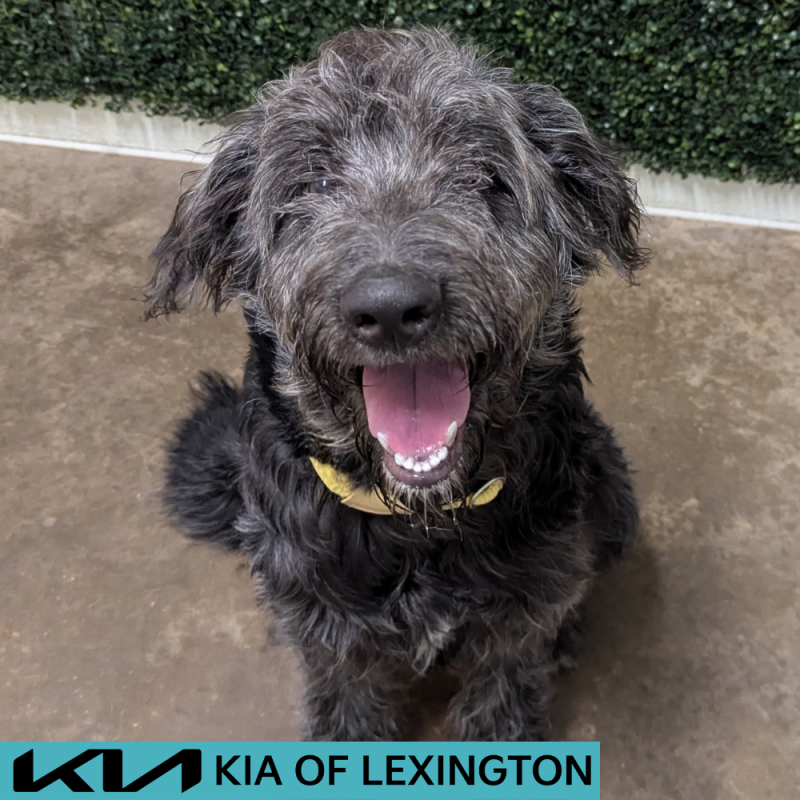 Website Pet Pictures - 2026-06-03T141540.408