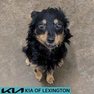 Website Pet Pictures - 2026-06-03T144941.322