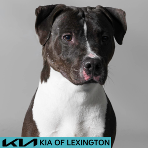 Website Pet Pictures - 2026-06-07T165351.115