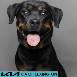Website Pet Pictures - 2026-06-07T170503.507