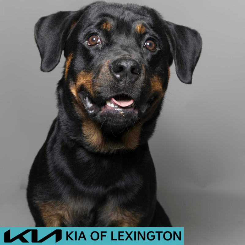 Website Pet Pictures - 2026-06-07T171400.159