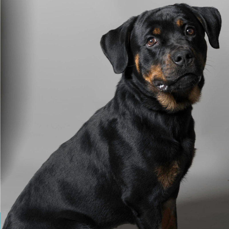 Website Pet Pictures - 2026-06-07T171529.693
