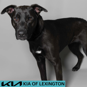 Website Pet Pictures - 2026-06-08T081157.385