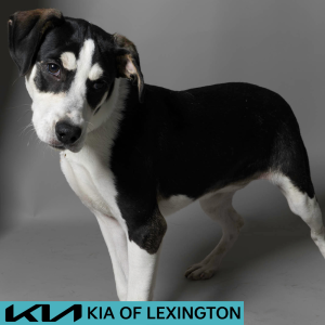 Website Pet Pictures - 2026-06-08T082624.356