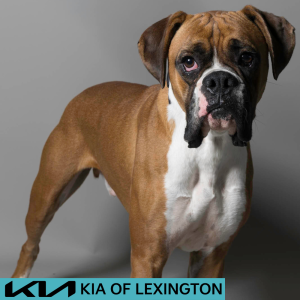 Website Pet Pictures - 2026-06-08T082833.333