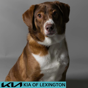 Website Pet Pictures - 2026-06-08T083303.985
