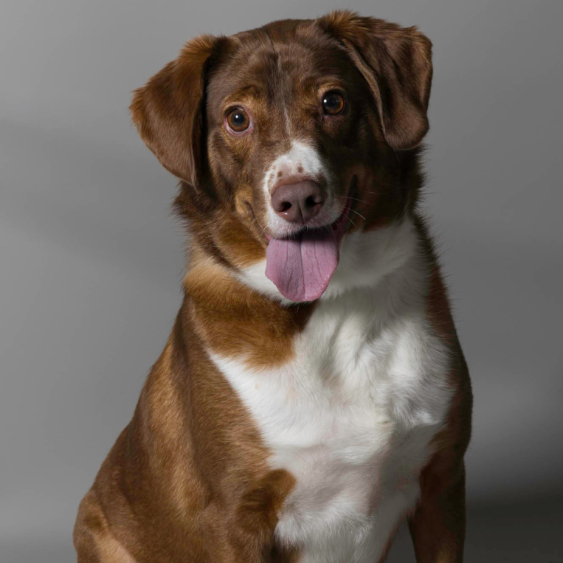 Website Pet Pictures - 2026-06-08T083329.466