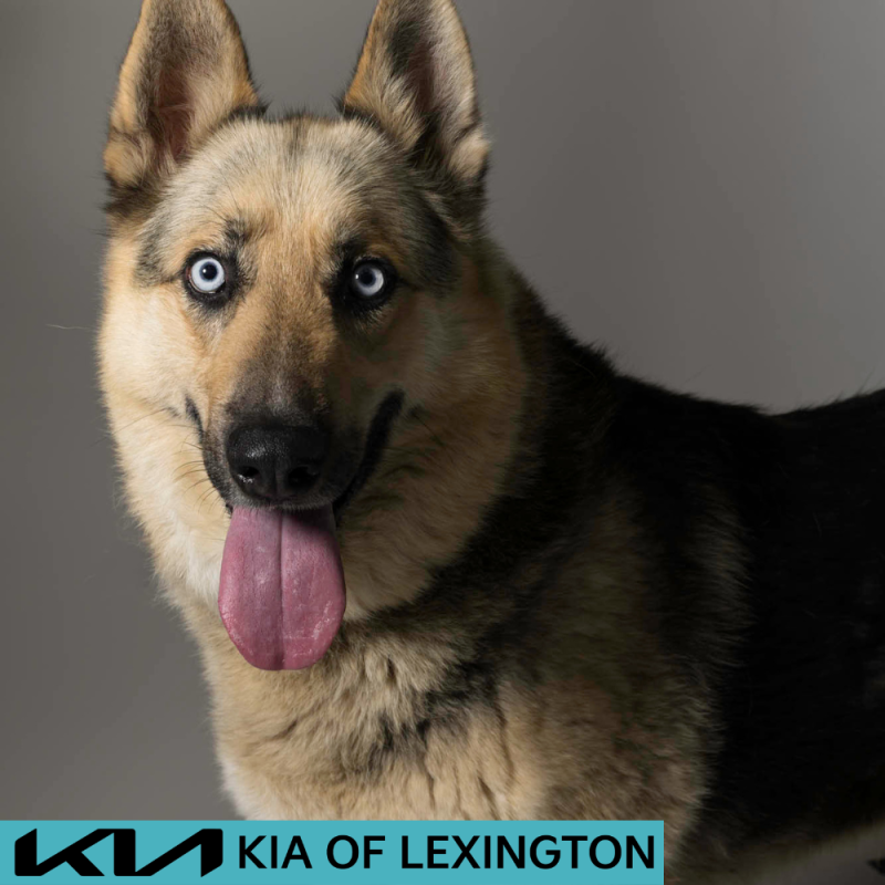 Website Pet Pictures - 2026-06-08T083810.822