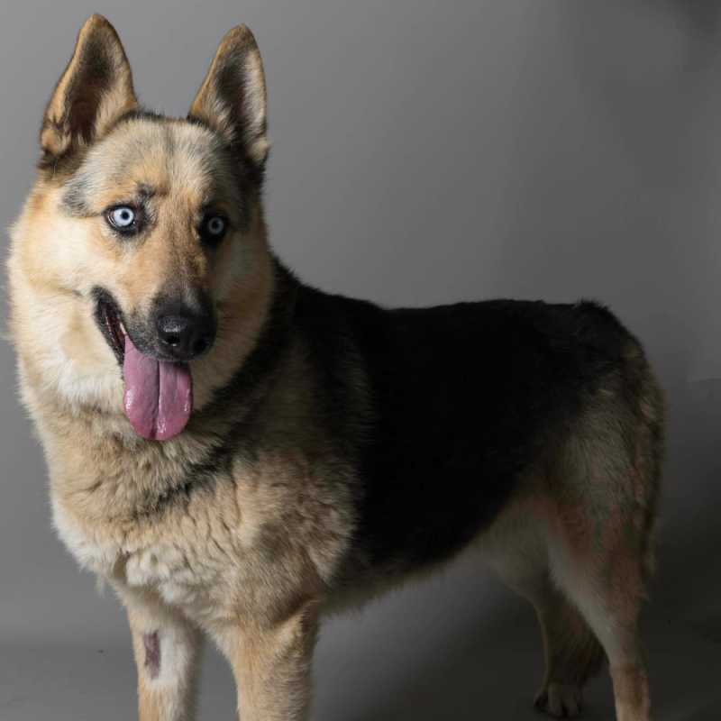 Website Pet Pictures - 2026-06-08T083927.367