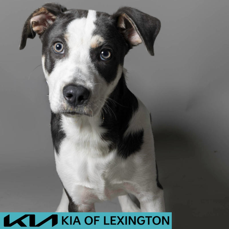 Website Pet Pictures - 2026-06-08T084211.189