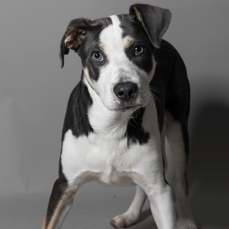 Website Pet Pictures - 2026-06-08T084240.283