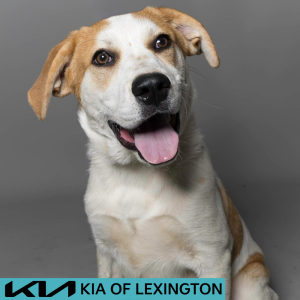 Website Pet Pictures - 2026-06-08T084733.942