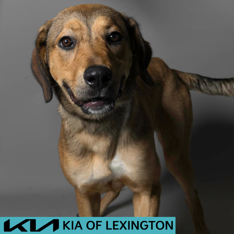 Website Pet Pictures - 2026-06-08T085249.810