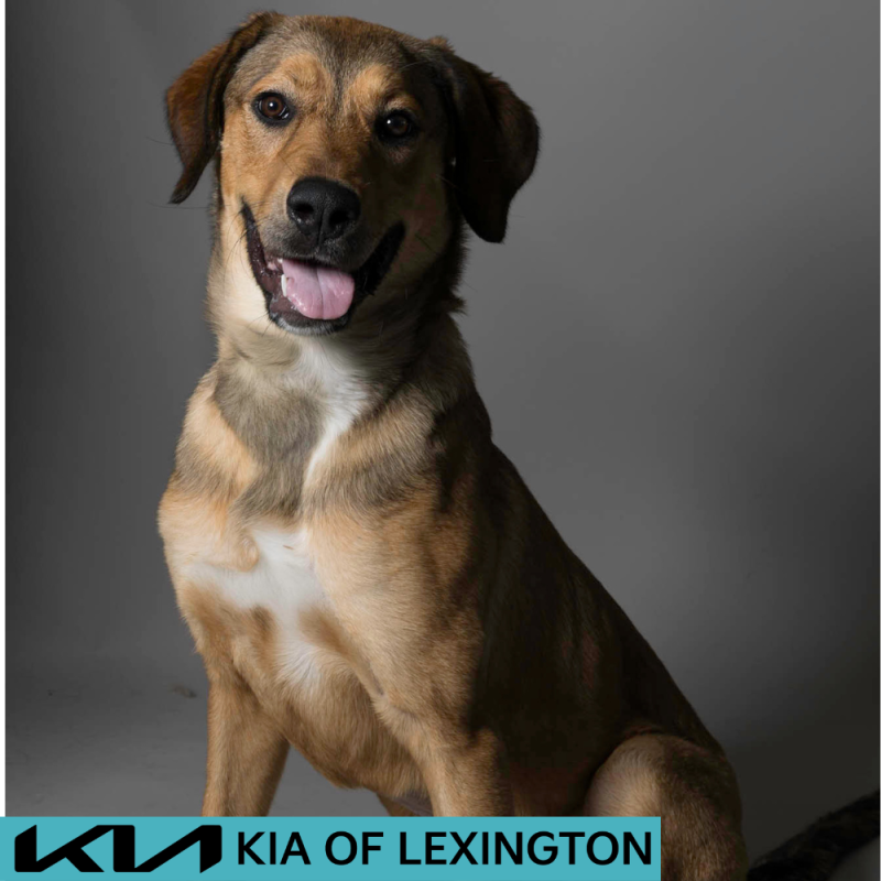 Website Pet Pictures - 2026-06-08T085324.635