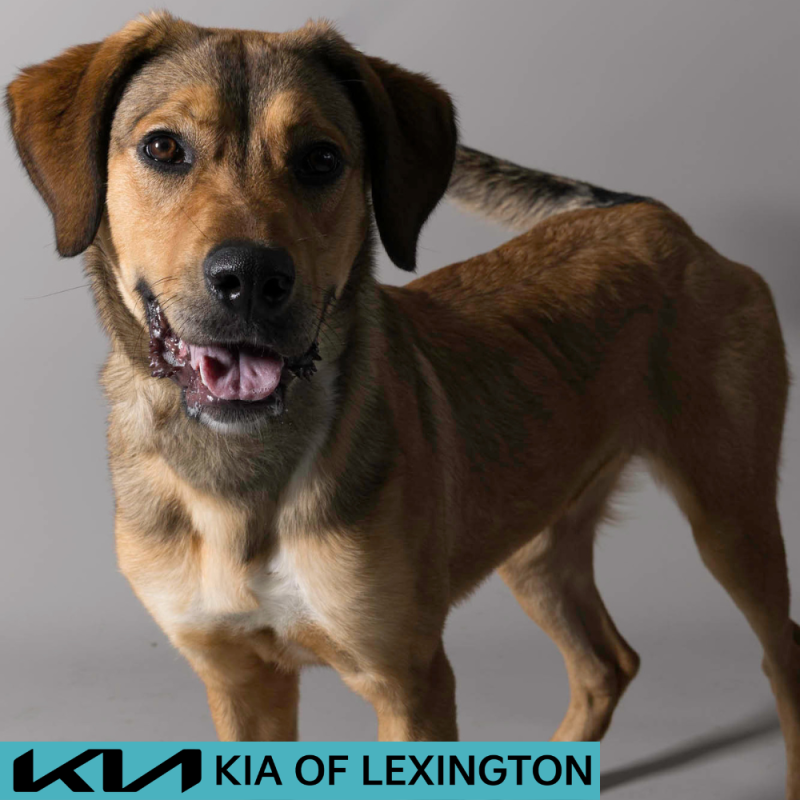 Website Pet Pictures - 2026-06-08T085355.419