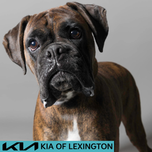 Website Pet Pictures - 2026-06-08T085813.564
