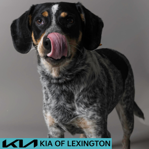 Website Pet Pictures - 2026-06-08T090701.477