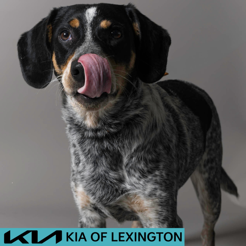 Website Pet Pictures - 2026-06-08T090701.477