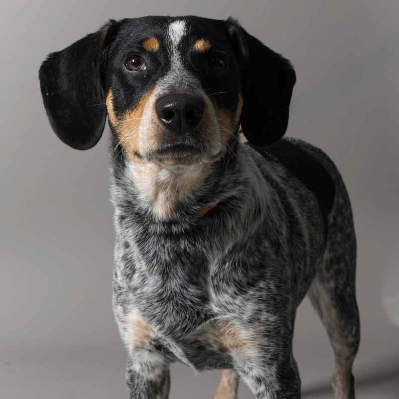 Website Pet Pictures - 2026-06-08T090844.453