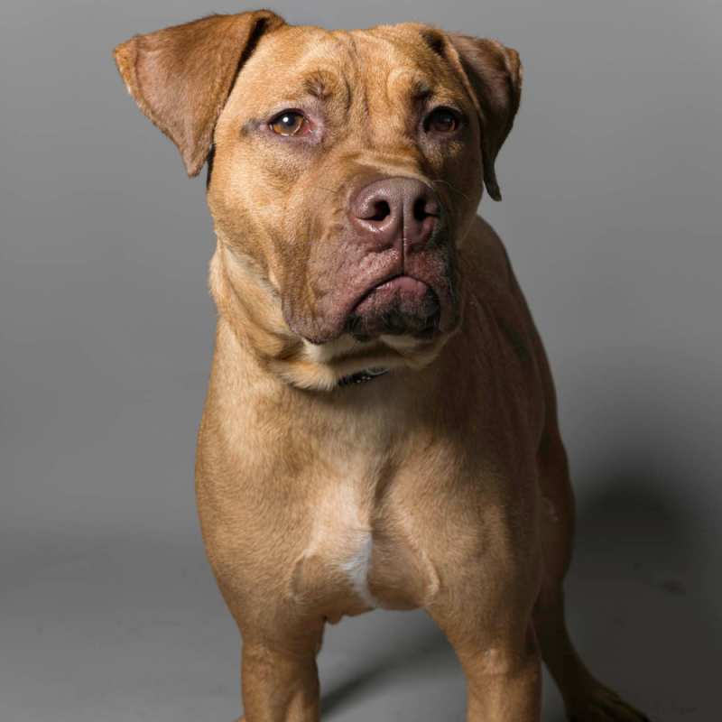 Website Pet Pictures - 2026-06-08T091326.457