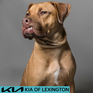Website Pet Pictures - 2026-06-08T091515.245