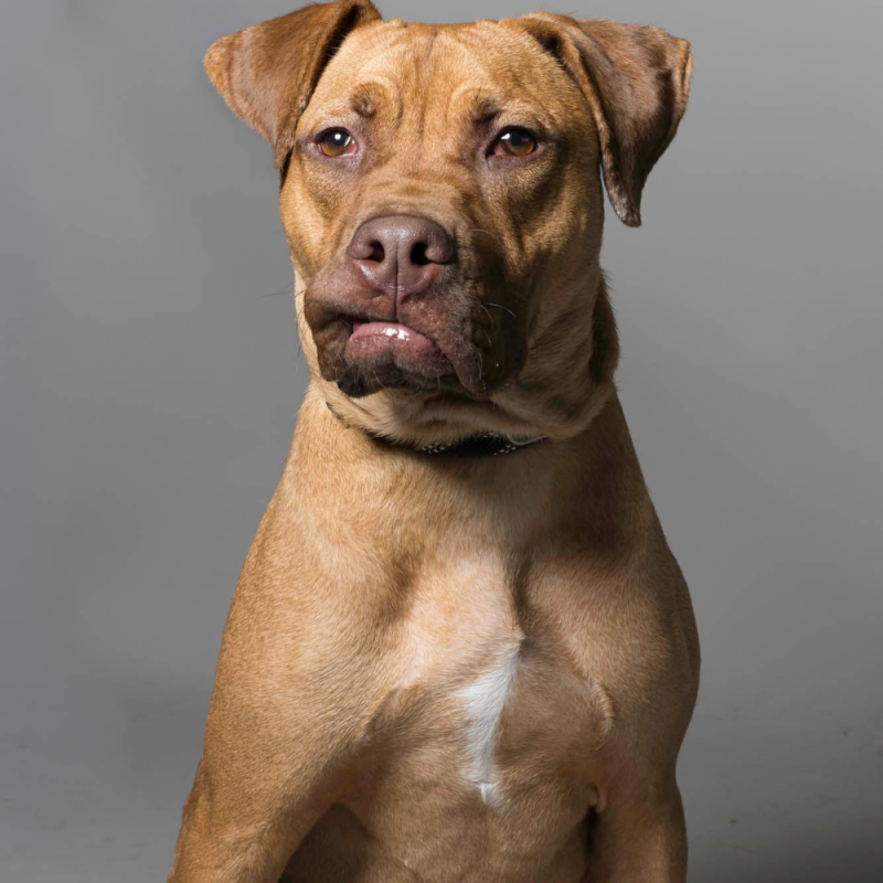 Website Pet Pictures - 2026-06-08T091644.375