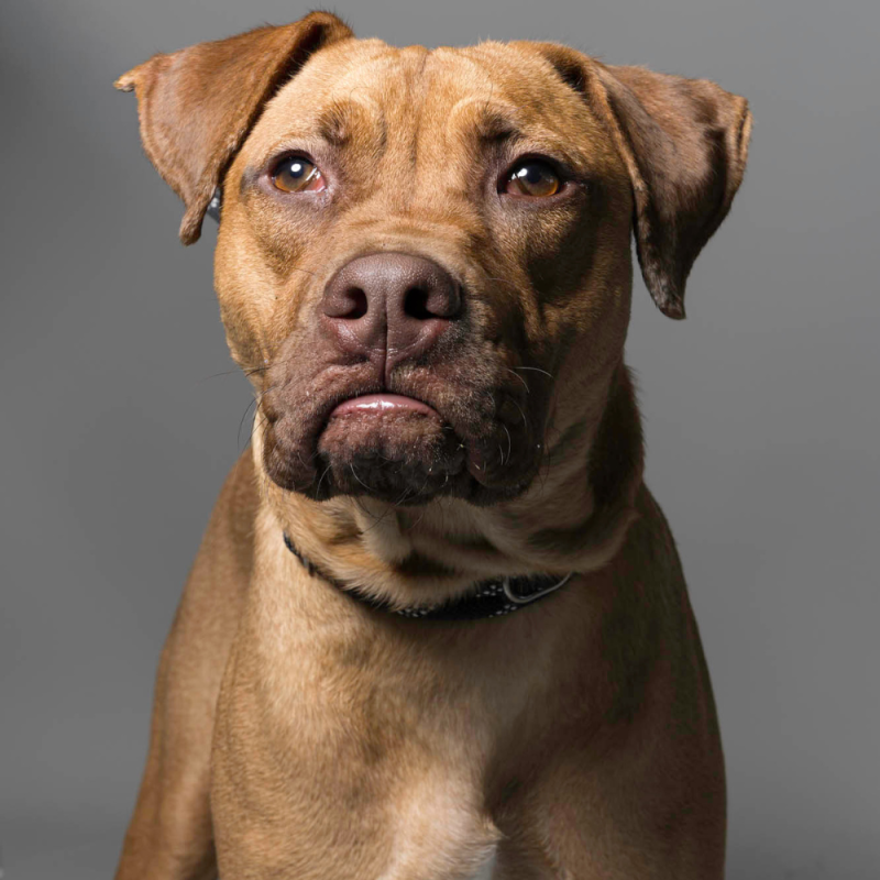 Website Pet Pictures - 2026-06-08T091803.916