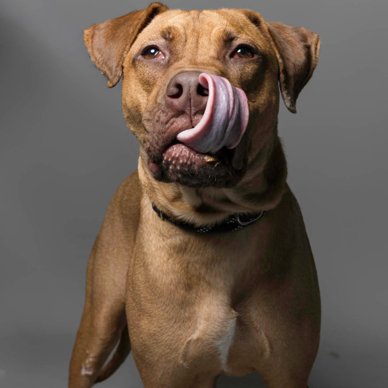 Website Pet Pictures - 2026-06-08T091917.347