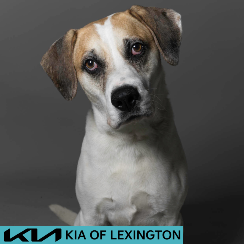 Website Pet Pictures - 2026-06-08T093100.266