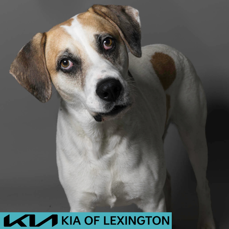 Website Pet Pictures - 2026-06-08T093306.357