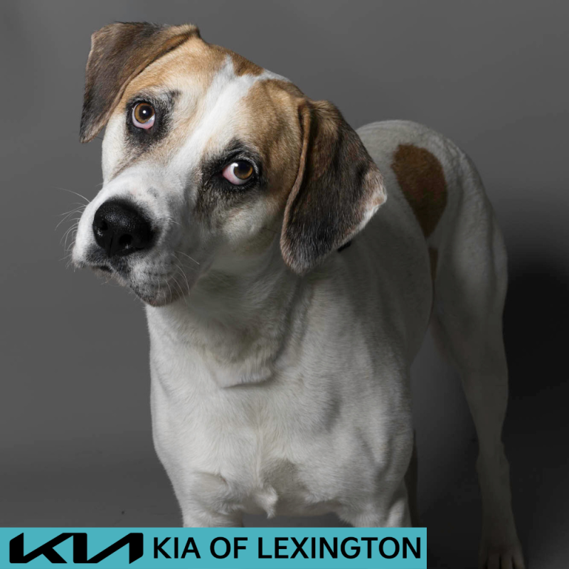 Website Pet Pictures - 2026-06-08T093352.478