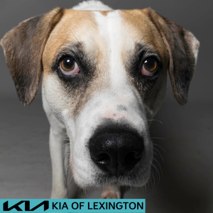 Website Pet Pictures - 2026-06-08T093456.373