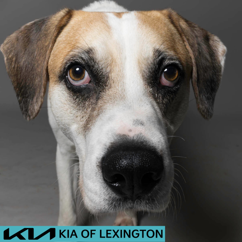 Website Pet Pictures - 2026-06-08T093456.373