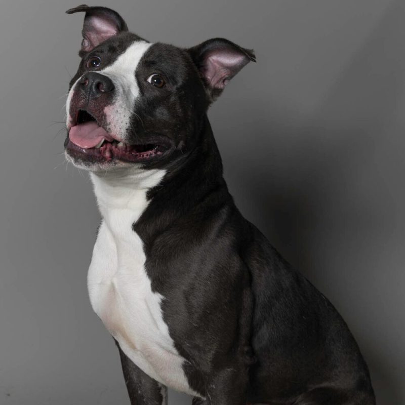 Website Pet Pictures - 2026-06-08T093946.158