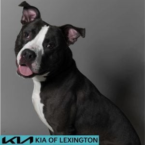 Website Pet Pictures - 2026-06-08T094018.600