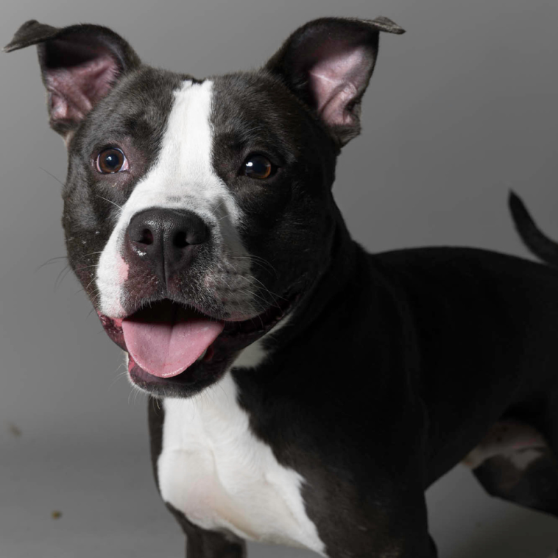 Website Pet Pictures - 2026-06-08T094159.349