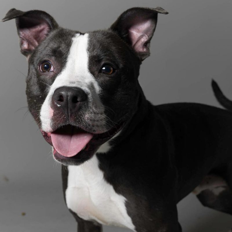 Website Pet Pictures - 2026-06-08T094159.349