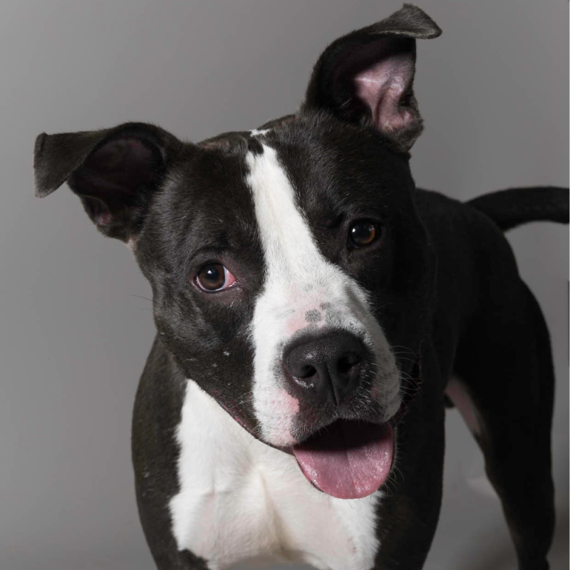 Website Pet Pictures - 2026-06-08T094256.366