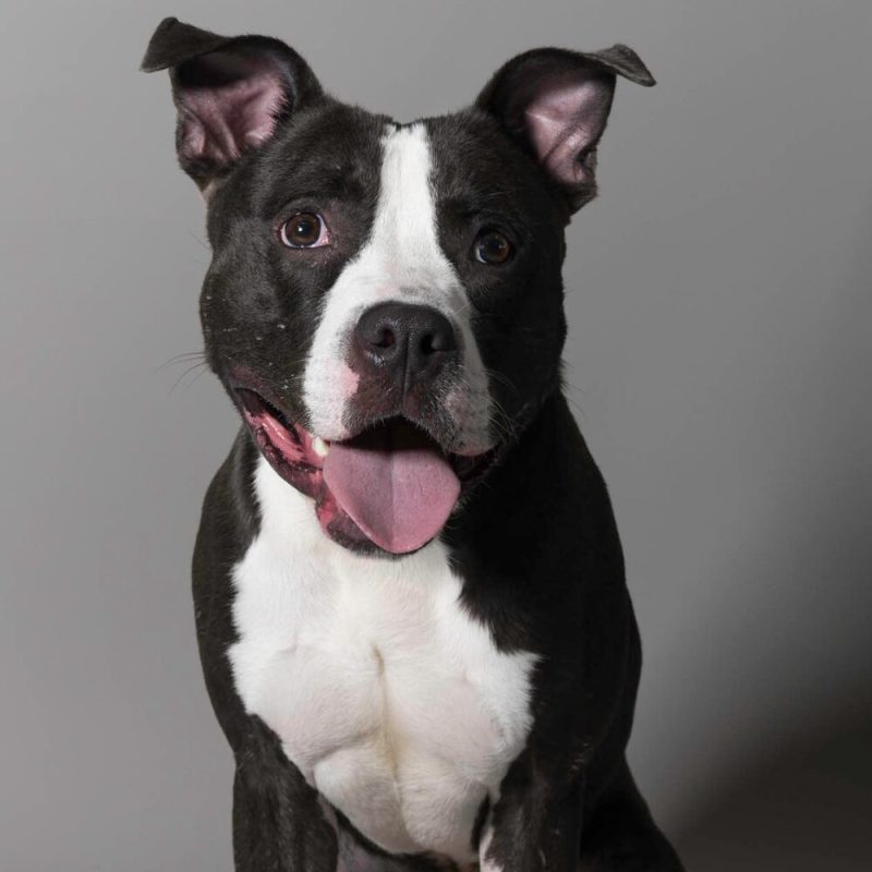 Website Pet Pictures - 2026-06-08T094342.714