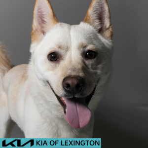 Website Pet Pictures - 2026-06-08T095023.202