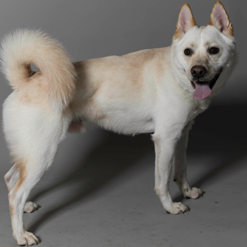Website Pet Pictures - 2026-06-08T101056.397