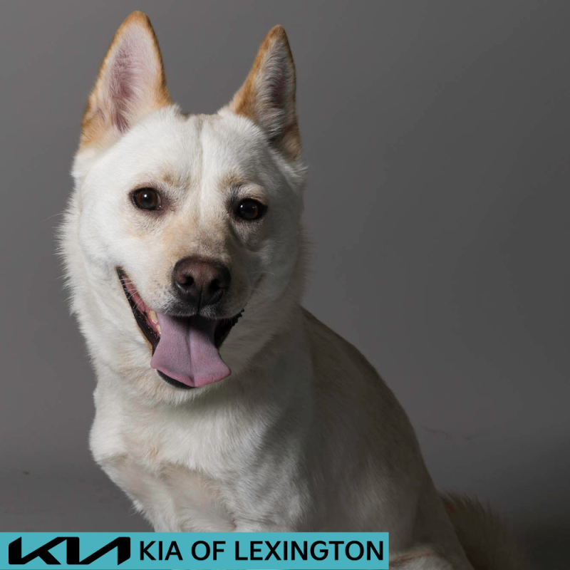 Website Pet Pictures - 2026-06-08T101217.472