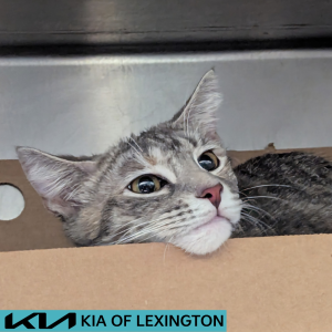 Website Pet Pictures - 2026-06-08T131644.569